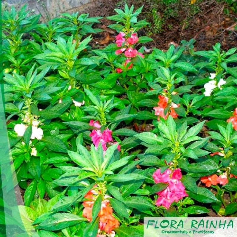 Onde Tem Plantas Rasteiras para Forração de Jardim Porto Feliz - Forração  de Jardim com Flores - Flora Rainha