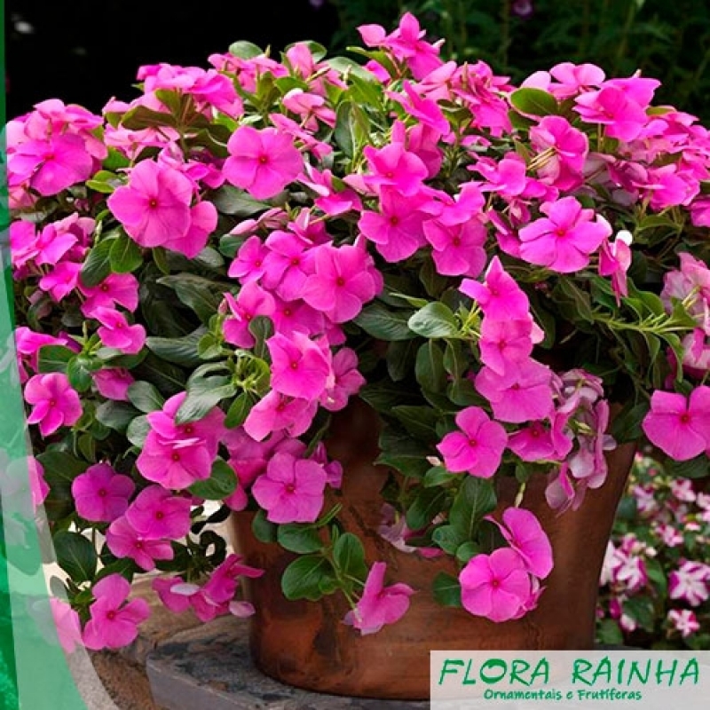 Muda de Impatiens - Flora Rainha