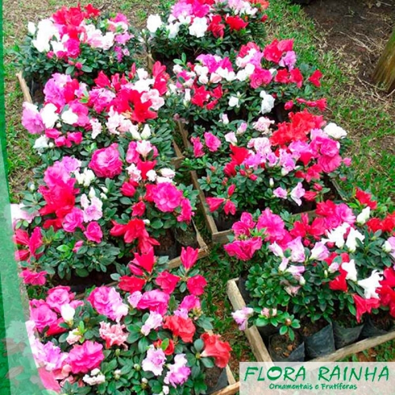 Onde Vende Muda de Mini Azaléia Jardins - Muda de Ixora - Flora Rainha