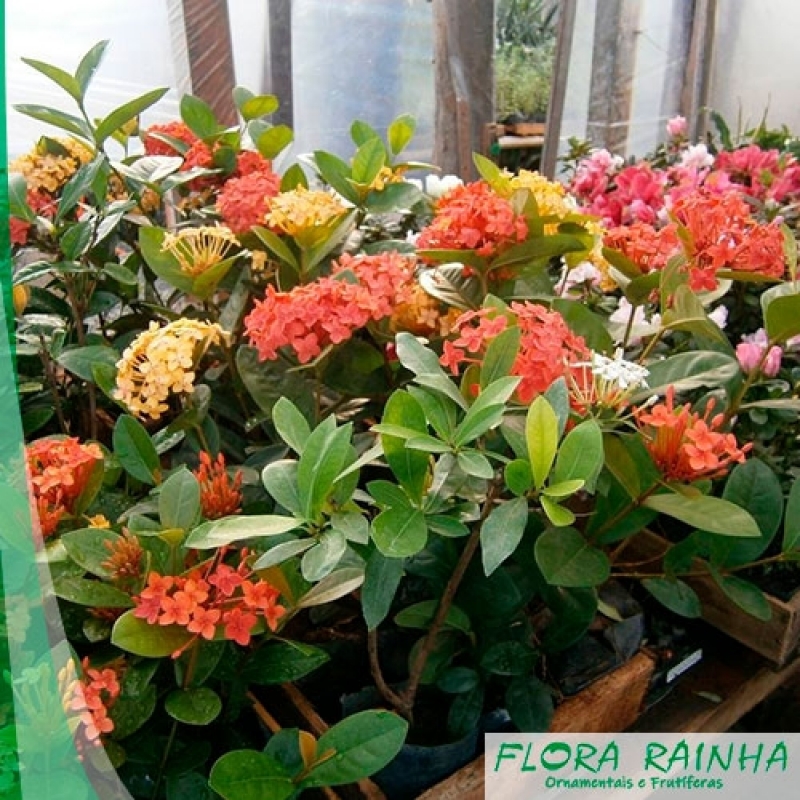 Muda de Ixora - Flora Rainha