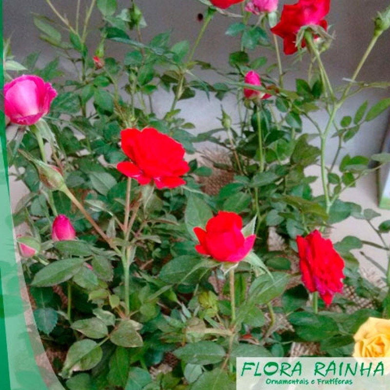 Muda de Mini Azaléia - Flora Rainha