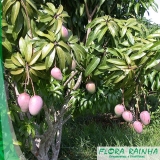adubo para árvores frutíferas São Vicente adubo para árvores frutíferas São Vicente