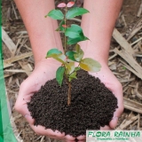 adubo para orquídeas Zona Sul adubo para orquídeas Zona Sul