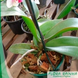 Adubo para Orquídeas