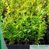 Fertilizante para árvore