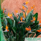 comprar muda de estrelitzia Ilha Comprida comprar muda de estrelitzia Ilha Comprida