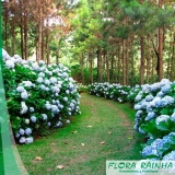 comprar muda de hortência Vila Sônia comprar muda de hortência Vila Sônia
