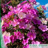 comprar muda de manacá Campo Belo comprar muda de manacá Campo Belo