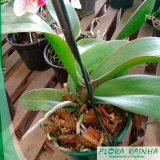 comprar muda de orquídea Jardim Monte Verde comprar muda de orquídea Jardim Monte Verde