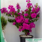comprar muda de primavera Santos comprar muda de primavera Santos