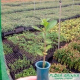 comprar mudas de acerola Vila Suzana comprar mudas de acerola Vila Suzana