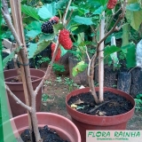 comprar mudas de amora Vila Anastácio comprar mudas de amora Vila Anastácio