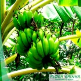 comprar mudas de banana São Caetano do Sul comprar mudas de banana São Caetano do Sul