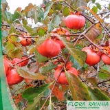 comprar mudas de caqui Cidade Dutra comprar mudas de caqui Cidade Dutra