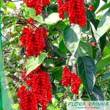 comprar mudas de cereja Itaim Bibi comprar mudas de cereja Itaim Bibi