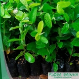 comprar mudas de goiaba Ribeirão Preto comprar mudas de goiaba Ribeirão Preto