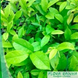 comprar mudas de graviola Jardim Santa Terezinha comprar mudas de graviola Jardim Santa Terezinha