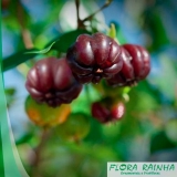 comprar mudas de pitanga Jardim América comprar mudas de pitanga Jardim América