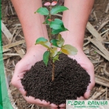 fertilizante com micronutriente Arujá fertilizante com micronutriente Arujá