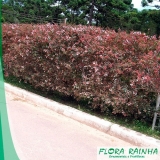 fertilizante para jardim Poá fertilizante para jardim Poá