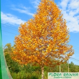 fertilizante para plantas Vila Clementino fertilizante para plantas Vila Clementino