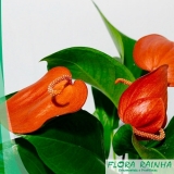 forração de jardim com flores Vila Formosa forração de jardim com flores Vila Formosa