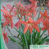 forração de jardim orçamento Cursino forração de jardim orçamento Cursino