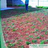 Forração Jardim Meia Sombra Forração Jardim Meia Sombra