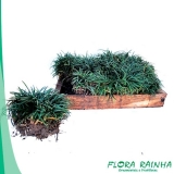 Forração para Jardim Sombra Forração para Jardim Sombra