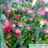 Plantas Rasteiras para Forração de Jardim Plantas Rasteiras para Forração de Jardim