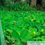 forração para jardim sol pleno Saúde forração para jardim sol pleno Saúde