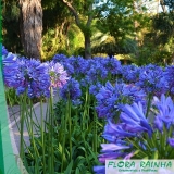 forração para jardim sombra Jaçanã forração para jardim sombra Jaçanã