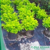 forração para jardins com flores Ilha Comprida forração para jardins com flores Ilha Comprida