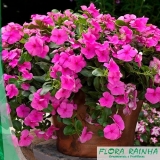 forração para jardins sol pleno Carandiru forração para jardins sol pleno Carandiru