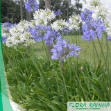 forração para jardins sombra São Roque forração para jardins sombra São Roque