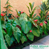 loja de mudas de bromélias Ribeirão Preto loja de mudas de bromélias Ribeirão Preto