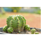 loja de mudas de cactos Cidade Dutra loja de mudas de cactos Cidade Dutra
