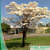 loja de mudas de dama da noite Tucuruvi loja de mudas de dama da noite Tucuruvi