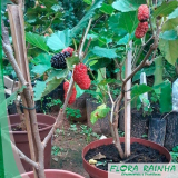 loja de mudas de plantas frutíferas Limão loja de mudas de plantas frutíferas Limão