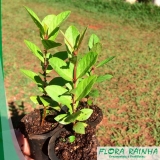 muda árvore frutífera Higienópolis muda árvore frutífera Higienópolis