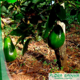 muda de abacate Parque São Jorge muda de abacate Parque São Jorge