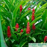 muda de alpínia Pari muda de alpínia Pari