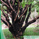 Muda de árvore Frutífera Muda de árvore Frutífera