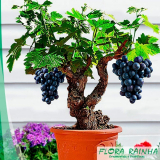 Mudas de árvore Frutíferas Mudas de árvore Frutíferas