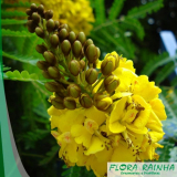 Mudas de árvores Floridas Mudas de árvores Floridas