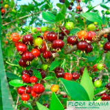 Mudas de árvores Frutíferas Mudas de árvores Frutíferas