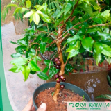 Mudas de Frutíferas Mudas de Frutíferas