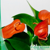 muda de begônia preço Cursino muda de begônia preço Cursino