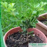 muda de buchinho Jardins muda de buchinho Jardins