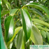 muda de canela Jardim Everest muda de canela Jardim Everest